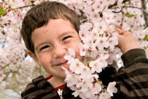 (picture of boy nestled in the blossoms of a cherry tree)